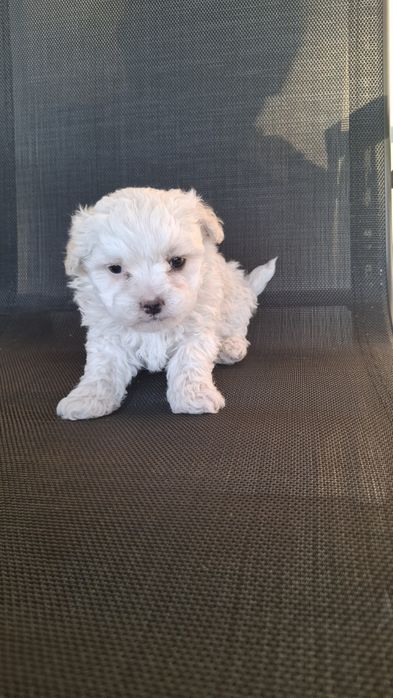 Bichon maltez pui