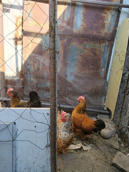 Продам куриц продам