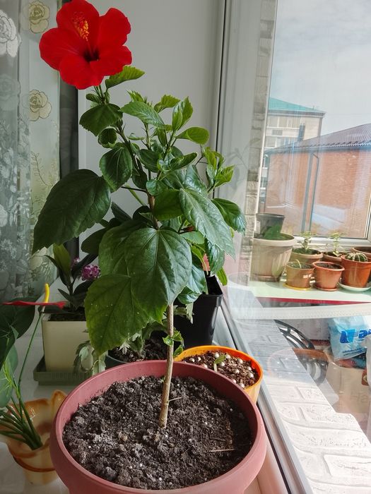 Продам цветущий гибискус