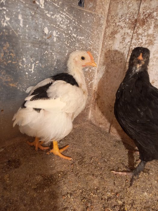 Vand pui pita pinta asturiana