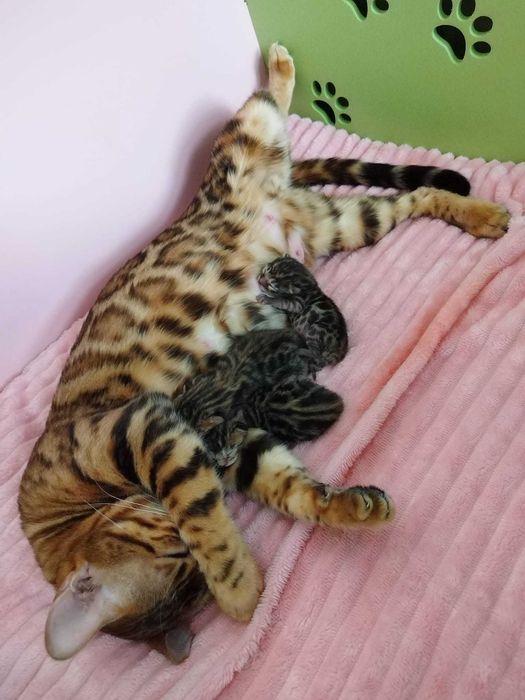 Бенгалски котета