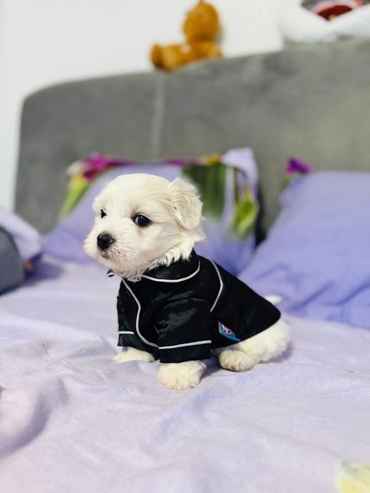 Bichon Maltez Mini