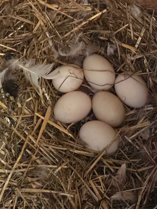Oua de gaina ,rata ,gasca Alba Iulia • OLX.ro