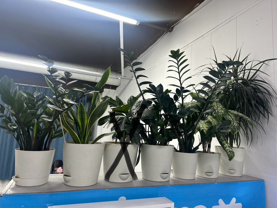 Цветы комнатные замиакулькас драцена дифембахин