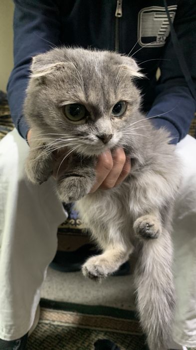 Шотландский Кот