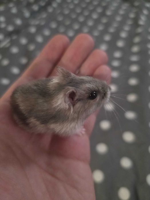 Donez hamsteri pitici
