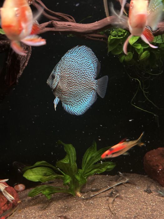 Дискус красный туркис