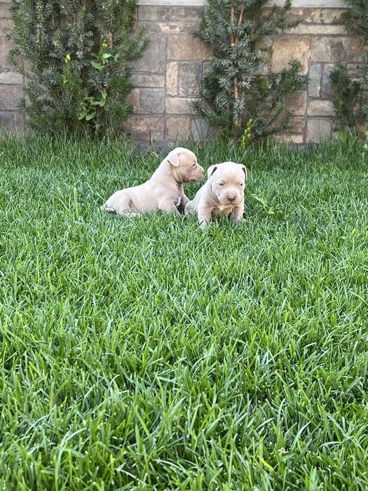Продават се pitbull/bully