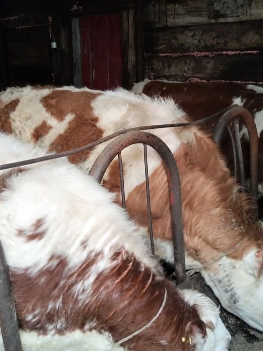 Бір жастан асқан бұқа,құнажын