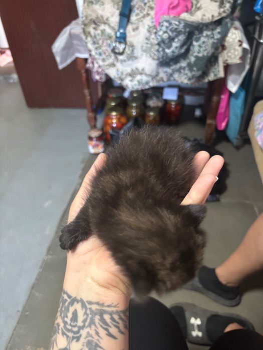 Отдам котят в добрые руки