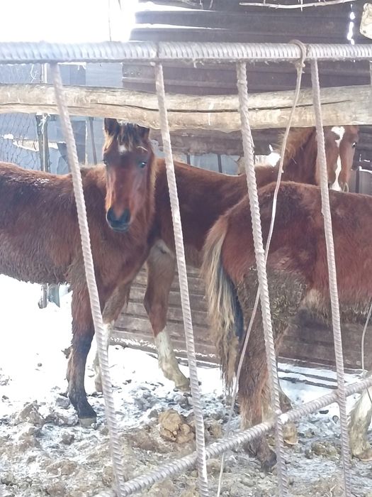 Продам нынешних жеребят мальчики. Три головы