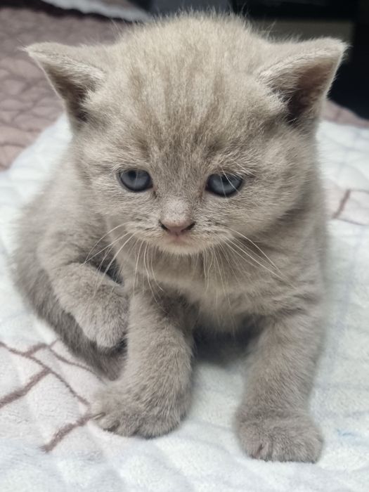 Котёнок Скотиш Страйт