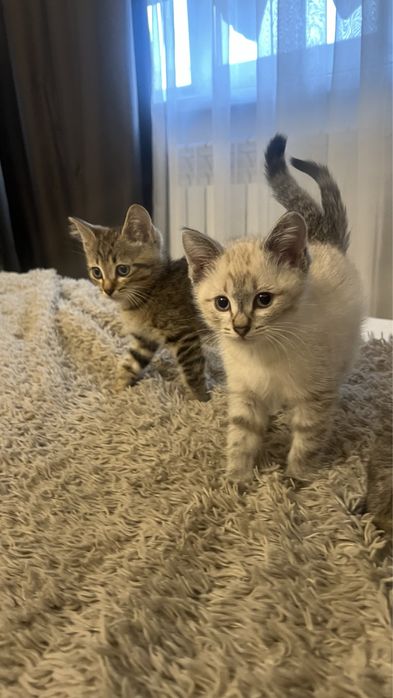 Котики отдам даром