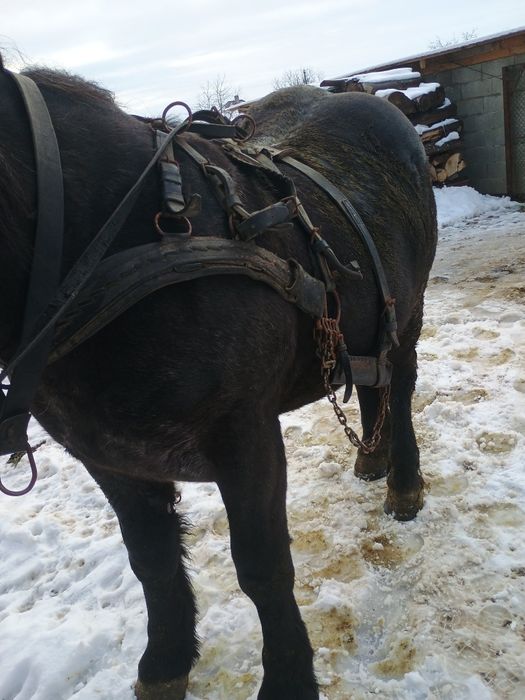 Vând Armăsar 1an si8luni