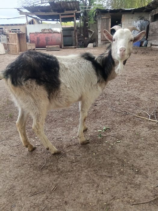 Коза молодая первоокотка