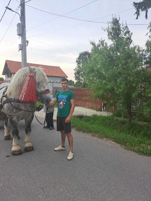De vanzare armasar