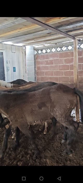 Жабағы, тай еркек ұрғашы