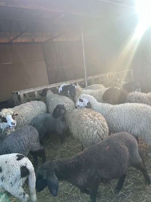 Miei și oi de vânzare