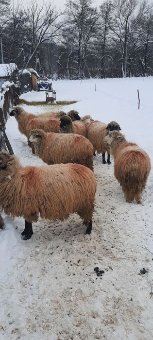 Vând oi.  Preț negociabil!