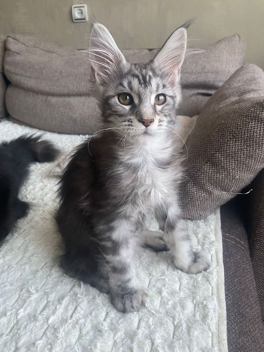 Мейн-кун девочка