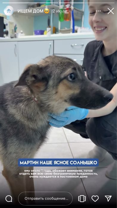 Молодой ласковый пес