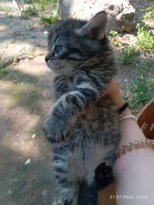 котята бесплатно