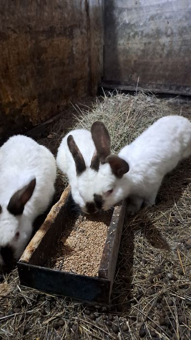 Кроллы и кролихи