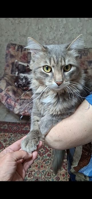 Большой добрый молодой котик Степа в добрые руки!