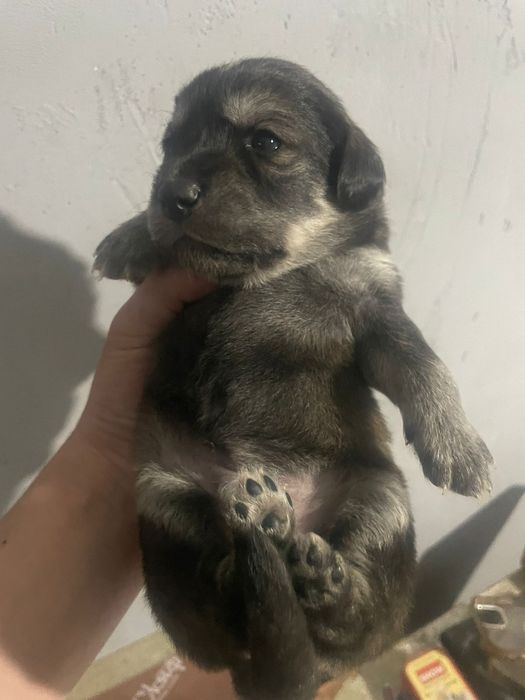 Продам щенков в хорошие руки