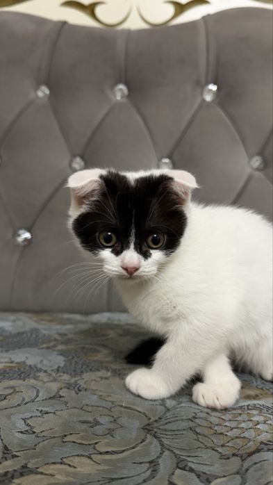Шеслоухий котенок