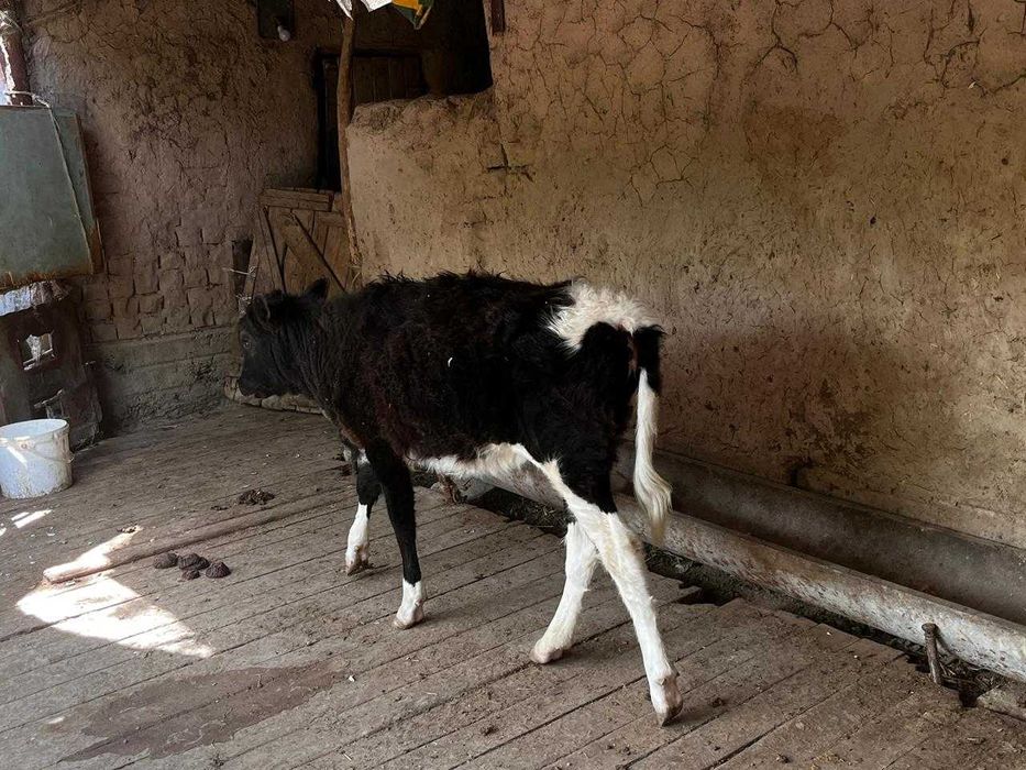 Баспак сатыладыыы