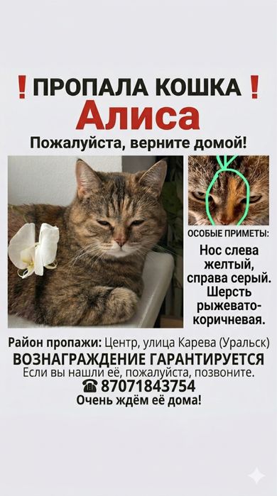 Пропала кошка, рынок, карева