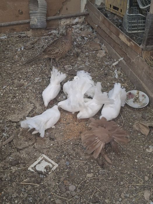 Павлин кептерлер