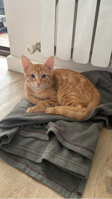 котенок домашнийй 7 месяцев