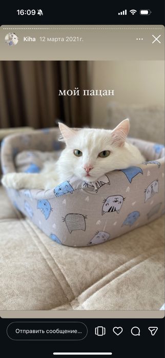 Отдам кота БЕСПЛАТНО