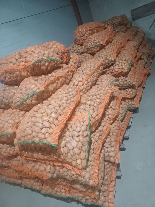 Cartofi sământa Alb si Rosu