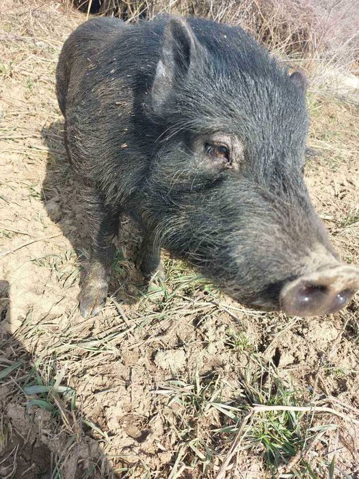 Продавам виетнамски прасета