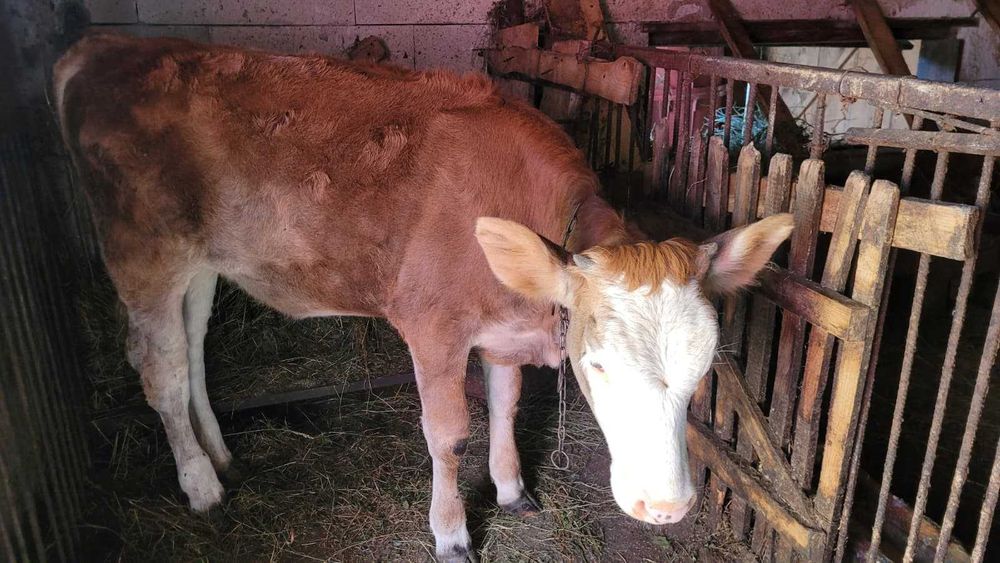 Vițea de vânzare în Maramureș, localitatea Bârsana.