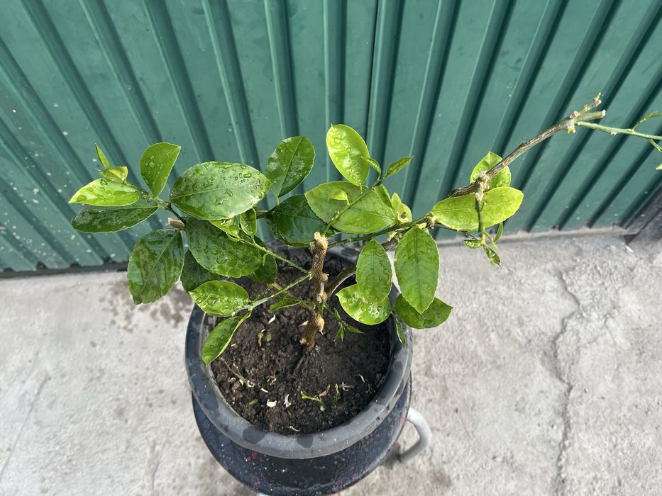 Лимонное дерево мейера