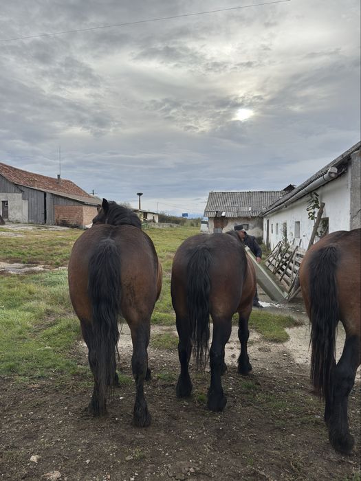 Iapa si manze de vanzare sau schimb cu oi