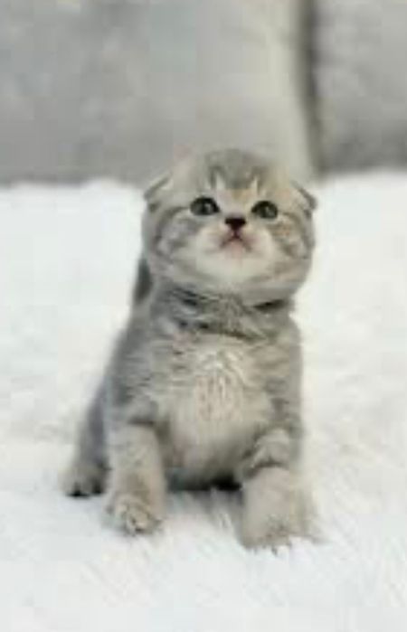 Золотые и серебряные шиншилы