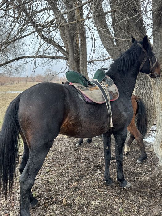 Айғыр сатыладыыы