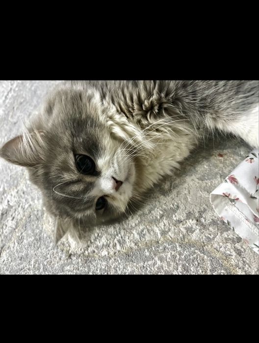 Кот на вязку Британский длинношерст