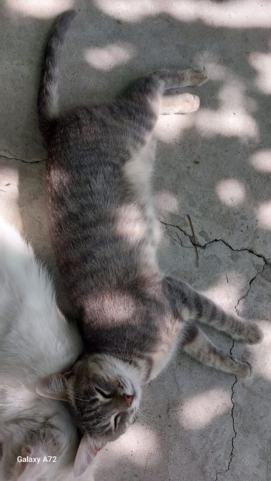 Отдам кошек стерилизованных
