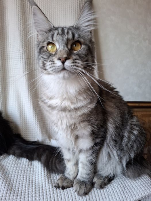 Мейн-кун девочка