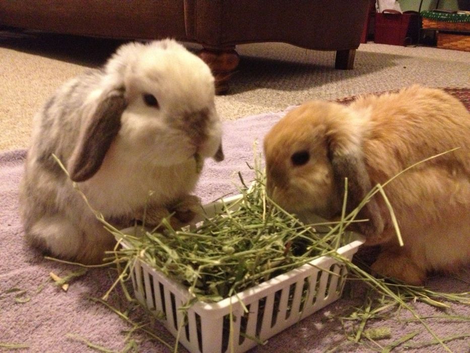 Био Сено,клевер для Морских свинок, хомяков, кроликов и грызунов