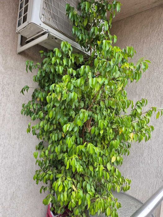 Ficus Benjamina 250cm