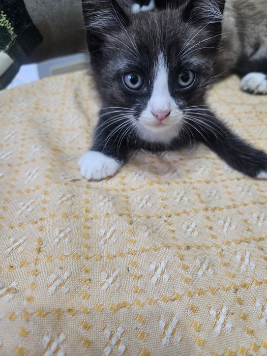 Котёнок в добрые надёжные руки