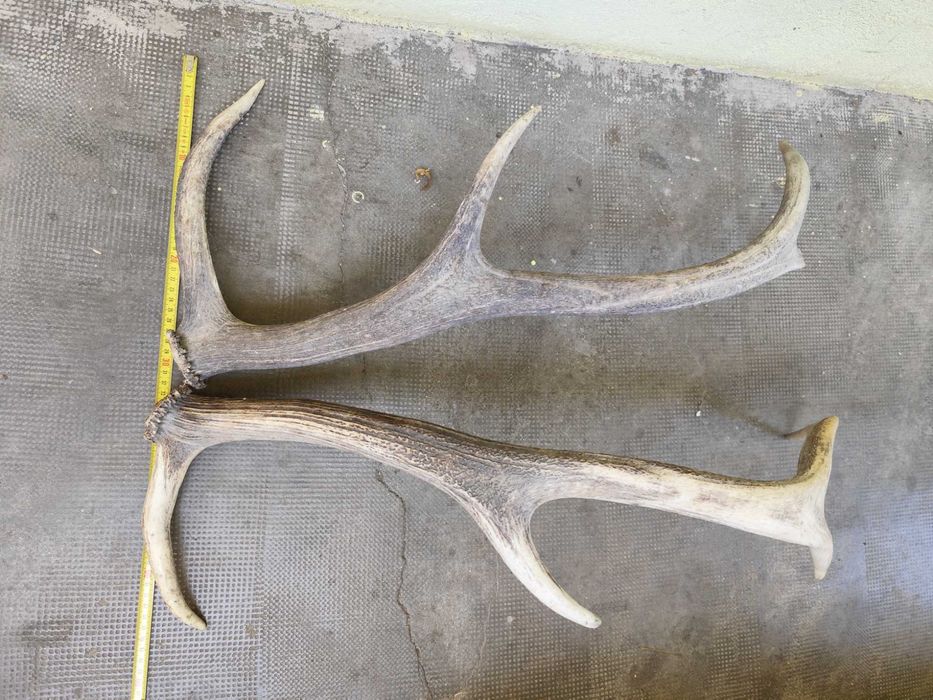 Trofeu vanatoare 2,2kg