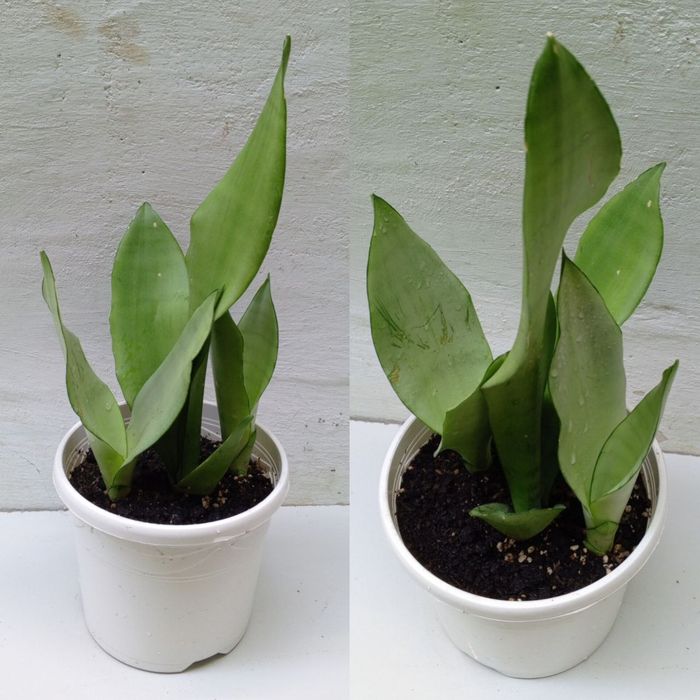 Сансевиерия Муншайн. Экзотическое растение для дома и офиса.